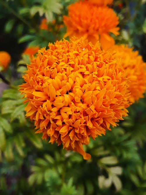 Free stock photo of orange flowers