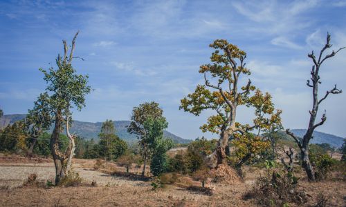 Free Beautiful dry season landscape with trees and hills in Thuamul Rampur, Odisha, India. Stock Photo