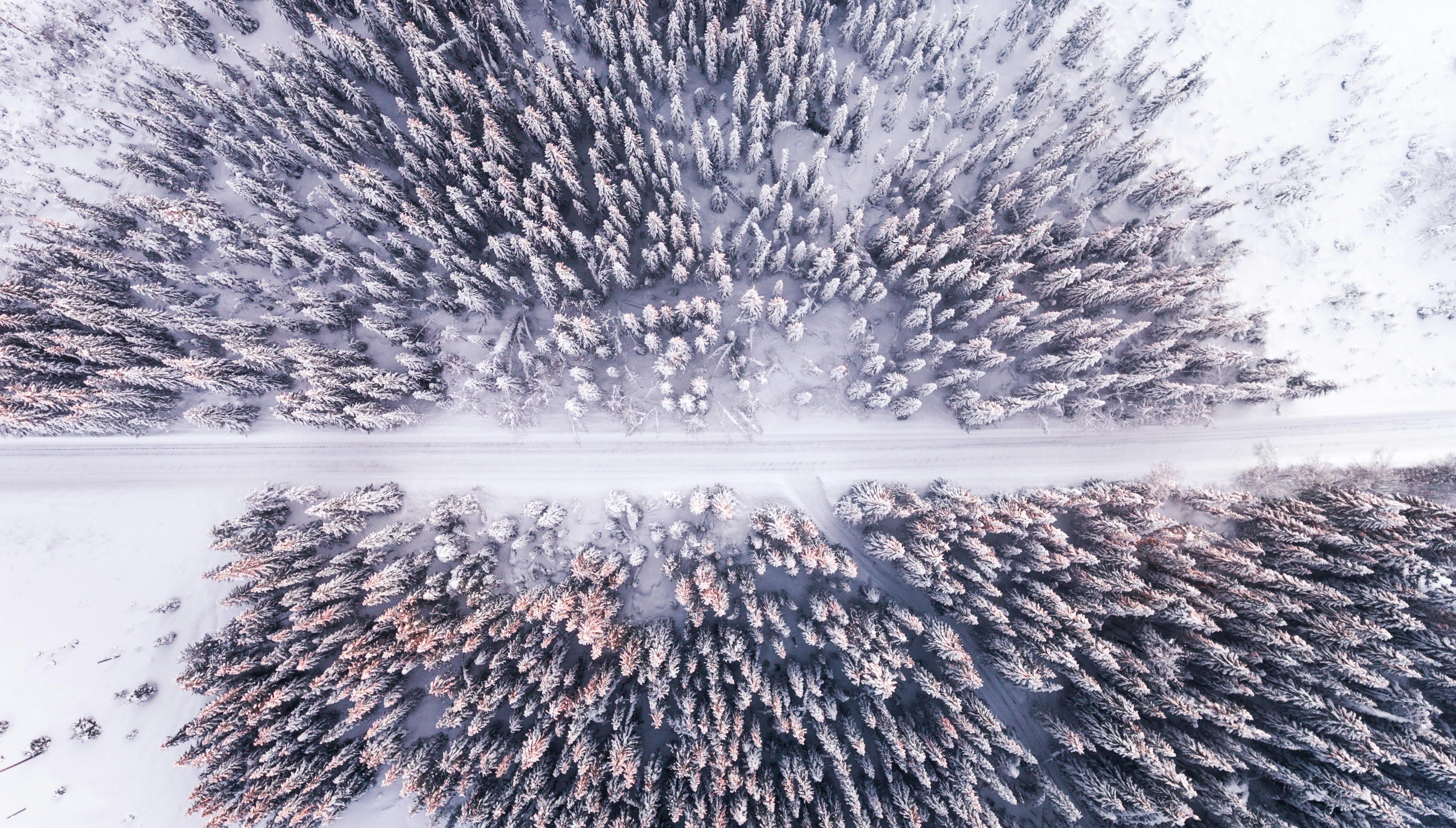 high angle photography of pathway through pine trees during winter