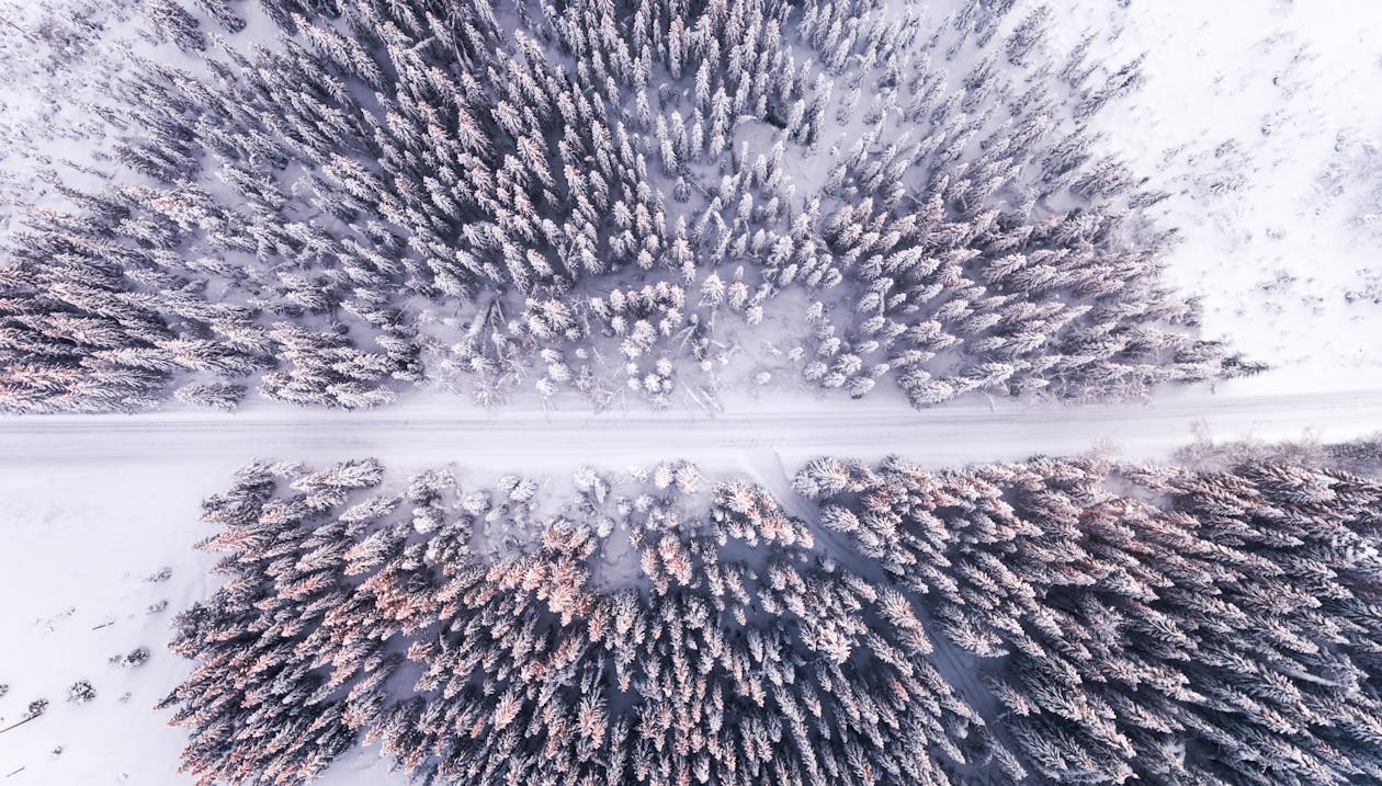 High Angle Photography of Pathway Through Pine Trees during Winter