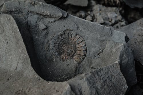 Free stock photo of fossil, stone