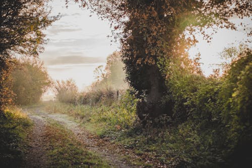 A Forest Pathway Photo