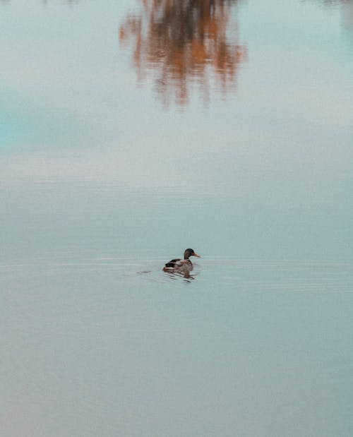 Bebek Di Danau Biru