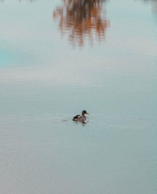 Free A lone mallard duck gracefully swimming across a tranquil body of water. Stock Photo