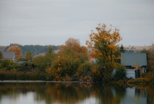 Foto stok gratis alam yang indah, atmosfera de outono, Birch