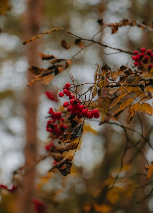 ağaç, çalı meyveleri, dağ külü içeren Ücretsiz stok fotoğraf