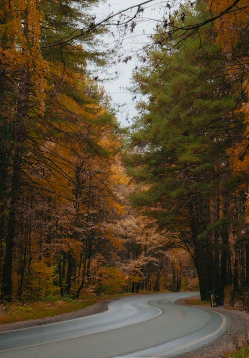 Curve Road in Between Trees