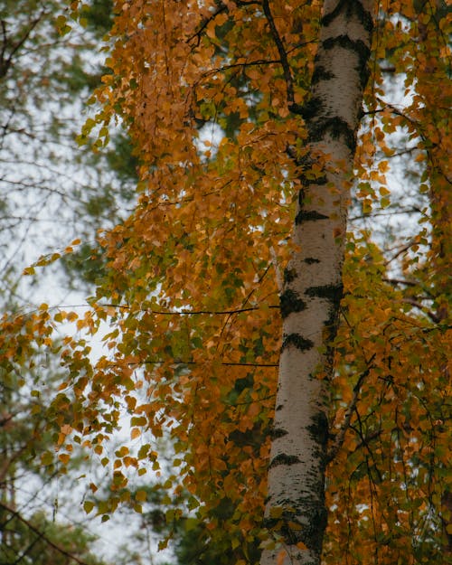 Foto stok gratis daun jeruk, jatuh, musim gugur