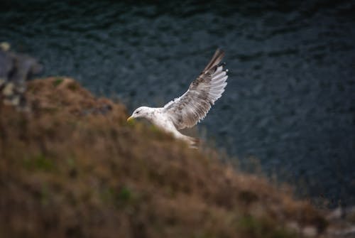 Free stock photo of gull, landing, nature
