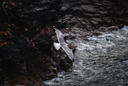 飛翔的海鷗特寫攝影