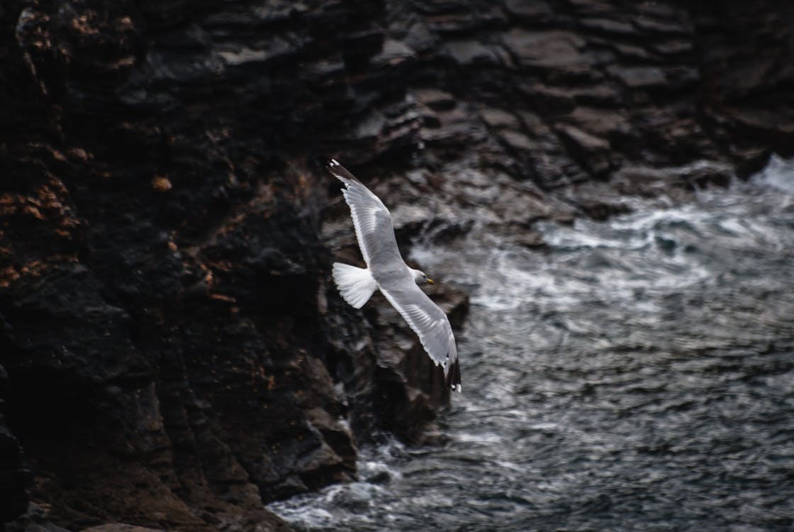 Close-UP Photography of Flying Seagull