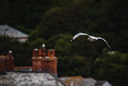 Free stock photo of eagle, flying, gull