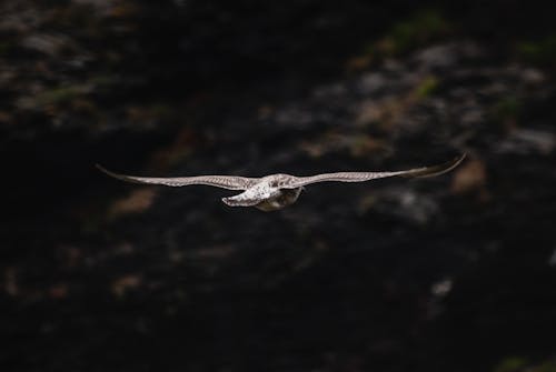 飛んでいる鳥のクローズアップ写真