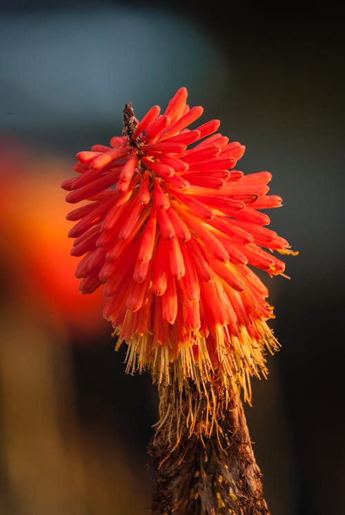 Free stock photo of macro, macro photography, orange