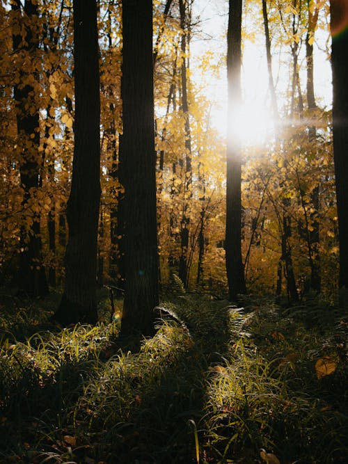 Ottobre Soleggiato Nella Foresta