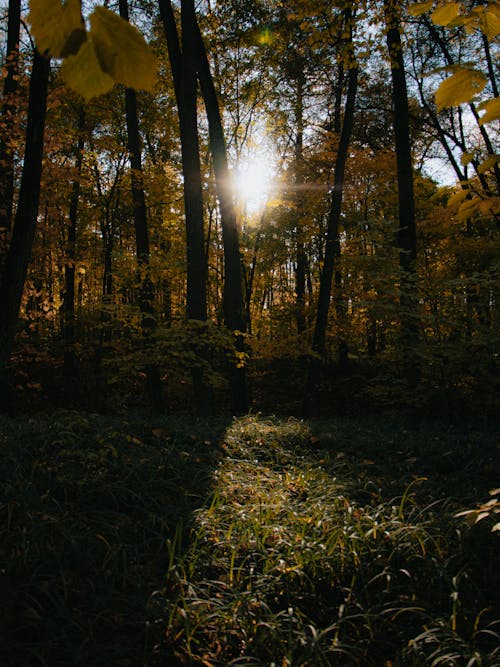 Ingyenes stockfotó arany naplemente, Aranyló nap, atmosfera de outono témában