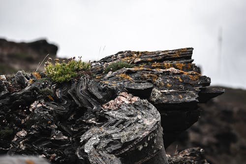 Free stock photo of nature, plants, stone