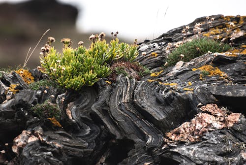 Free stock photo of nature, plants, stone