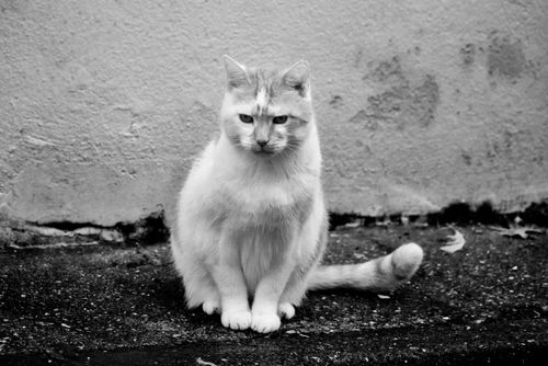 Free A striking black and white close-up of a domestic cat seated on concrete. Stock Photo