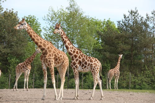 Photos gratuites de animaux, faune, girafes