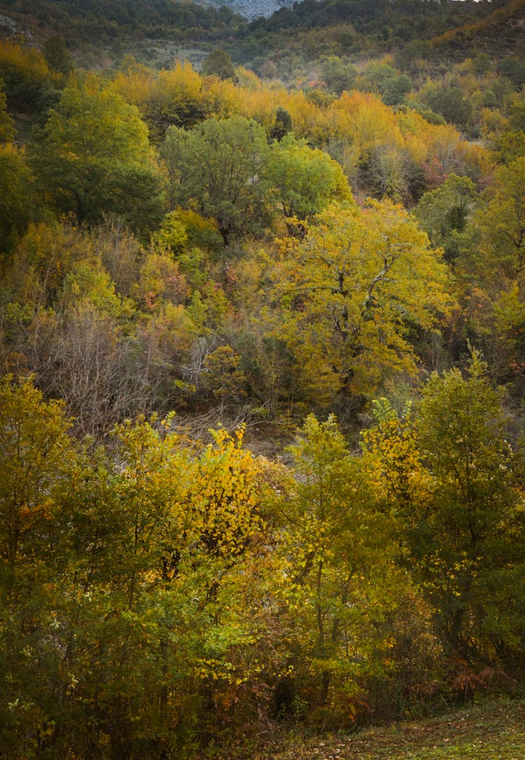 A Land Covered With Trees 