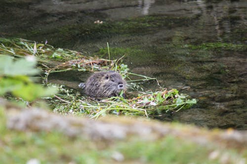 Free stock photo of baby nutria, chambly, coypu