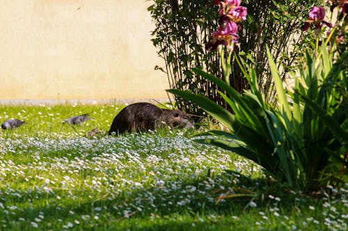 Free stock photo of chambly, coypu, french town