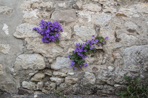 Free stock photo of chambly, flowers, old street