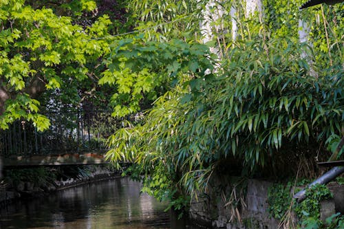 Free stock photo of chambly, french town, greenery