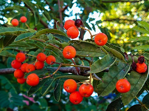 Free stock photo of autumn, autumn aesthetic, berries