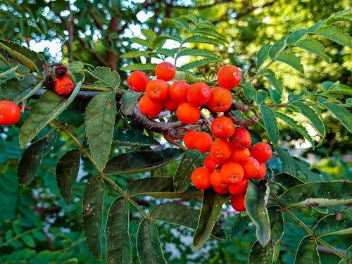 Free stock photo of autumn, autumn aesthetic, berries