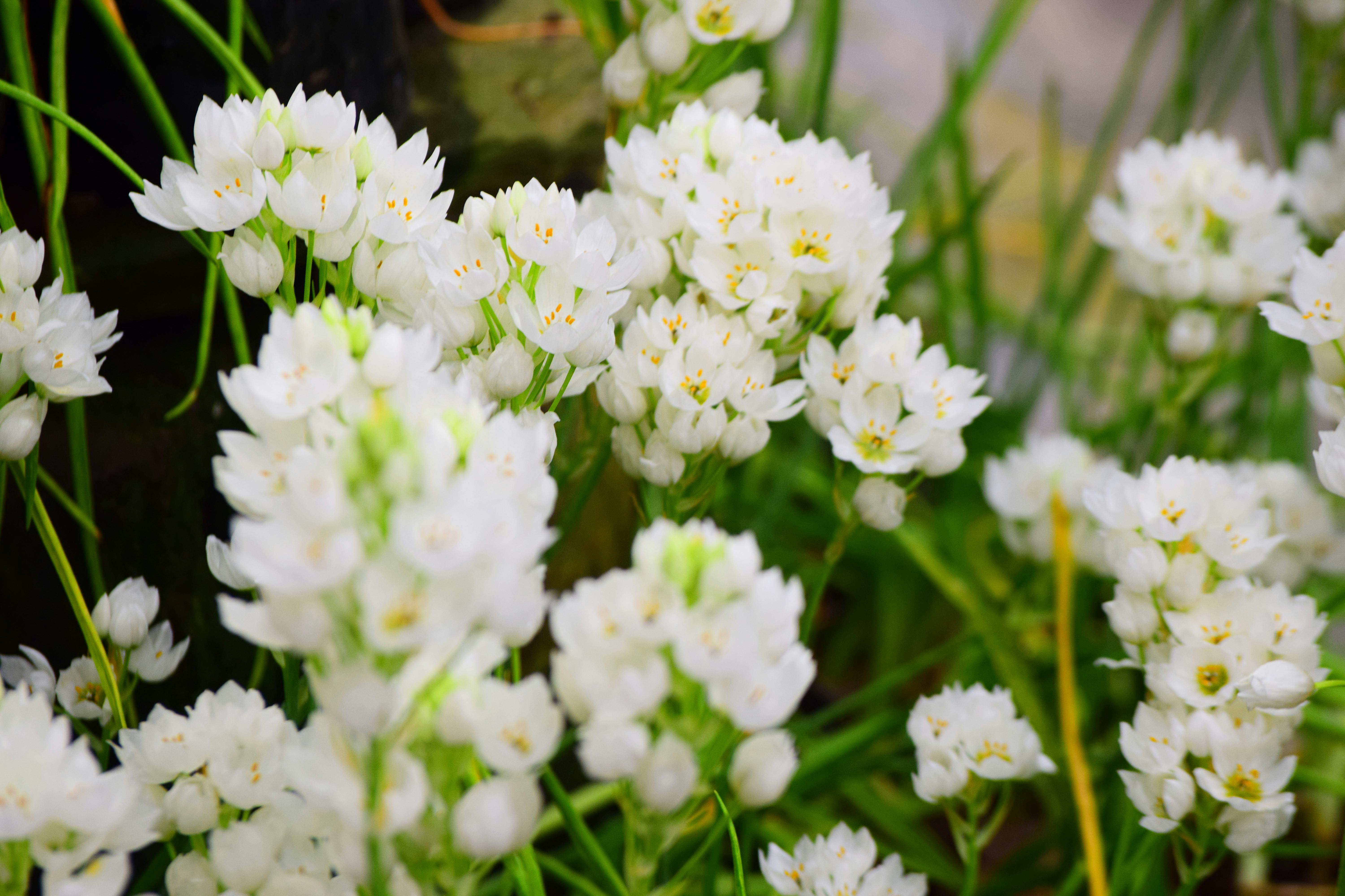 有关一束花 白百合 白色的花的免费素材图片