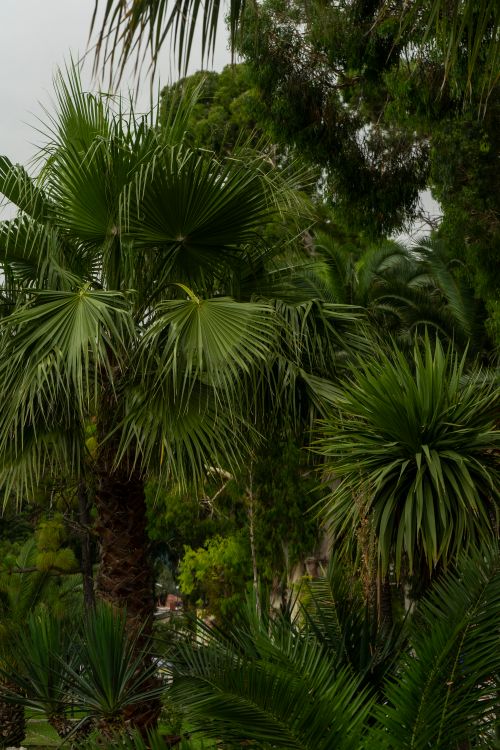 Free Vibrant palm trees creating a lush green tropical environment outdoors. Stock Photo