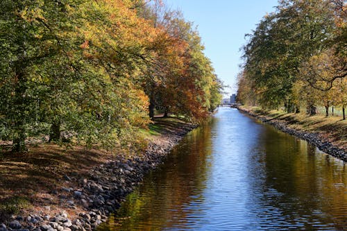 Gratis stockfoto met achtergrond, behang, bomen