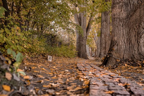 Бесплатное стоковое фото с деревья, дорожка, опавшие листья