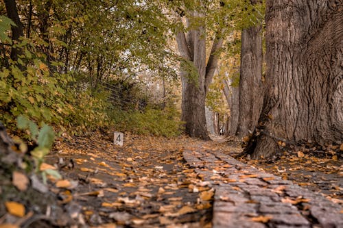 Foto d'estoc gratuïta de arbres, camí, caure