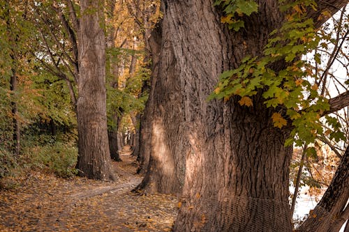 Foto profissional grátis de árvores, floresta, fotografia da natureza