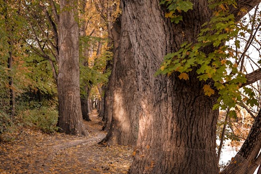 A serene autumn pathway surrounded by towering trees in Regensburg, showcasing vibrant foliage and natural beauty.