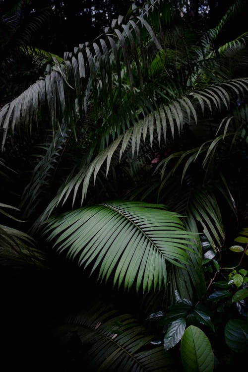 Fotobanka s bezplatnými fotkami na tému dlaň, džungľa, flóra