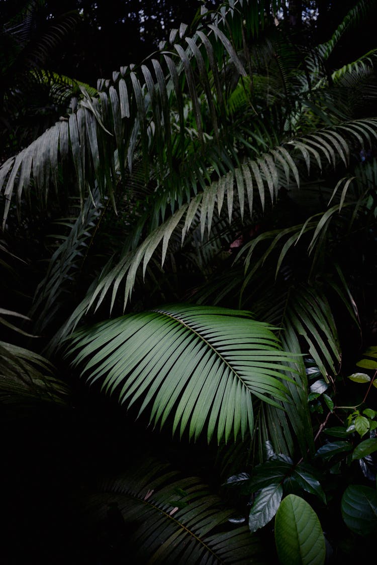 Palm Leaves In Thick Jungle