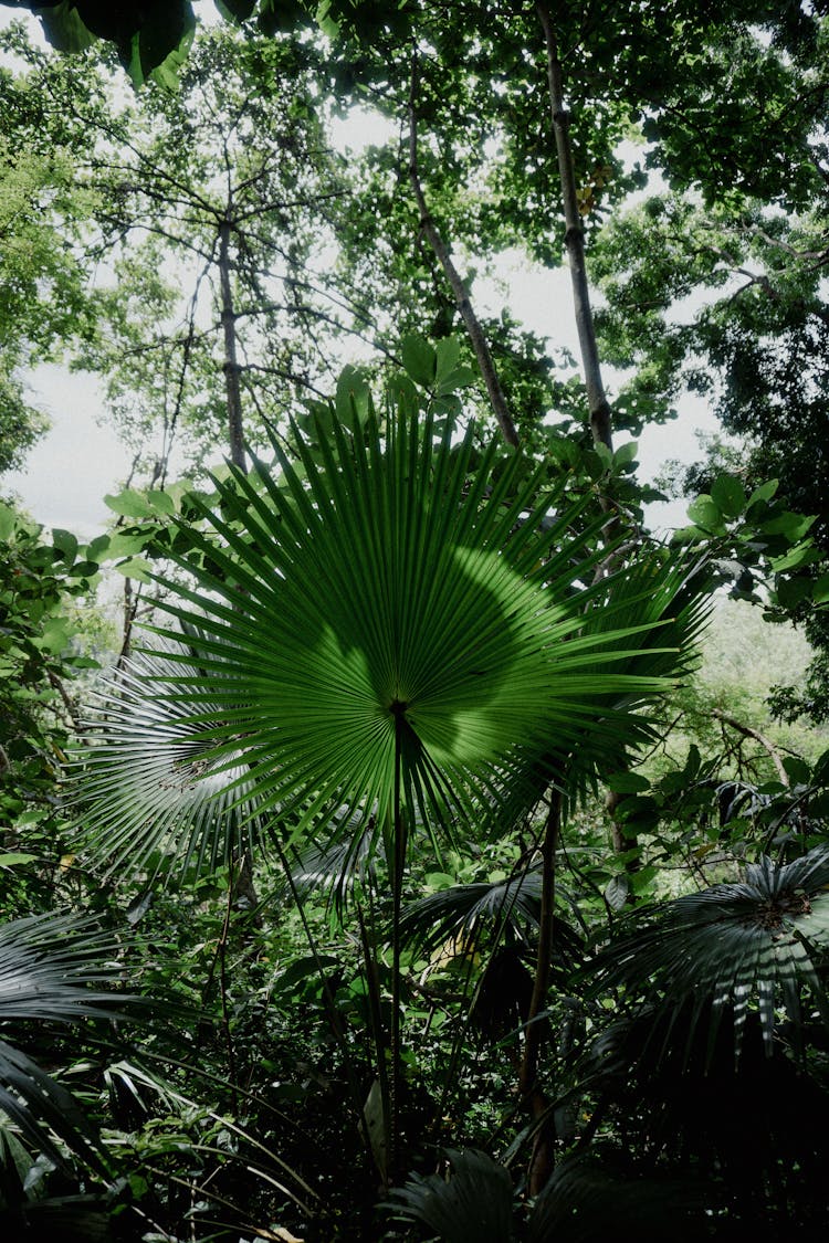 Green Palm Leaf In Jungle 