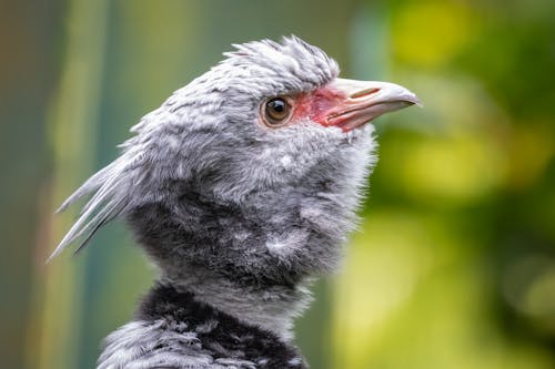 Close-Up Shot of a Southern Screamer 