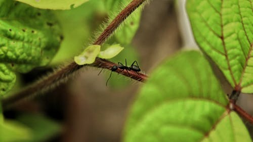 개미, 동물, 바탕화면의 무료 스톡 사진