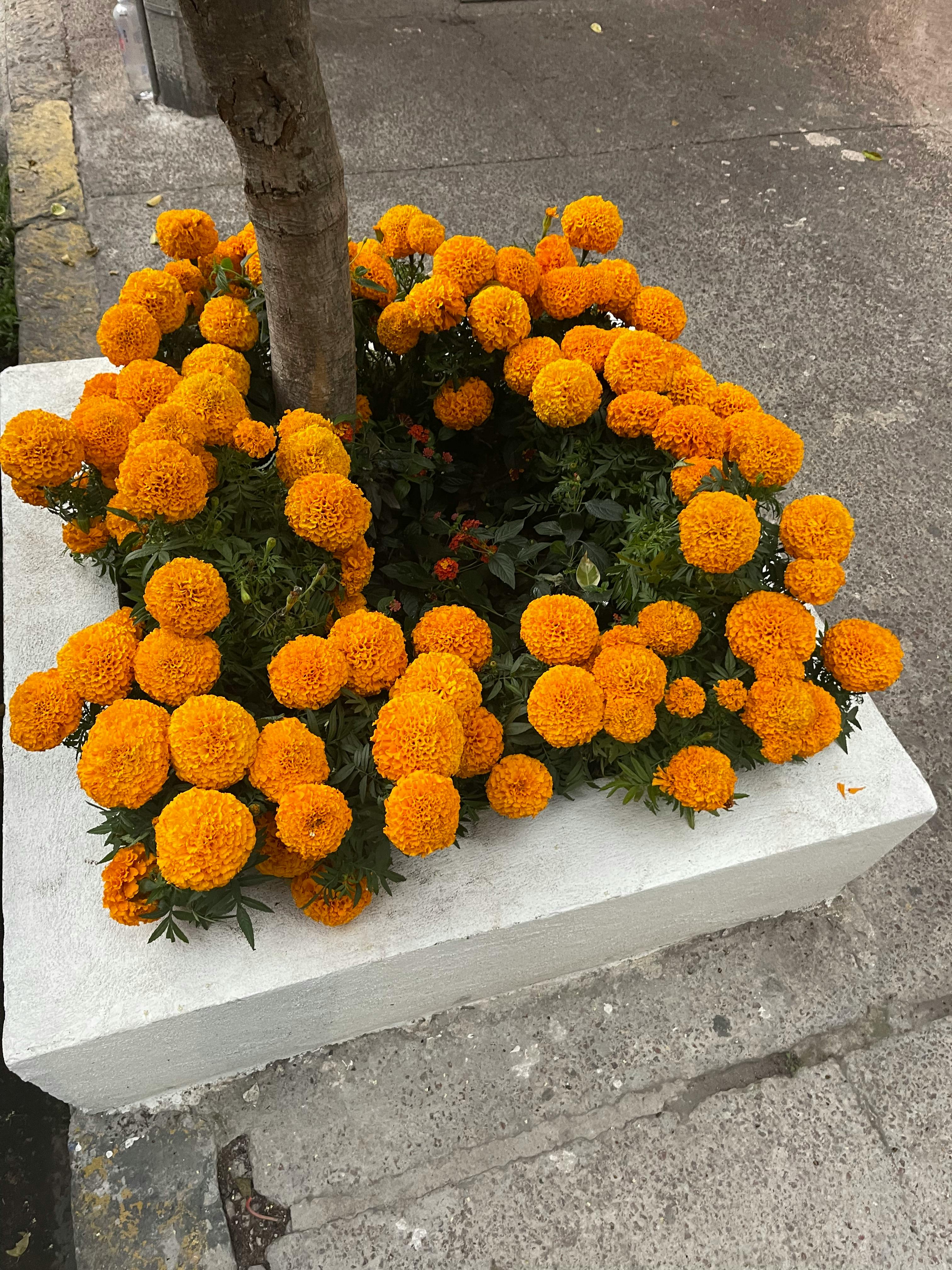 What is the highest bet in boxing?