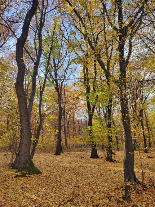 Free Tranquil autumn forest scene, showcasing vibrant foliage and a carpet of fallen leaves. Stock Photo