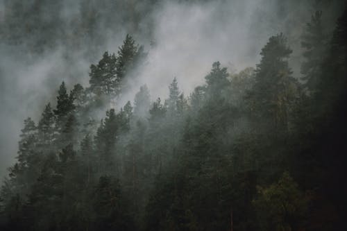 Photo of Trees on a Foggy Day