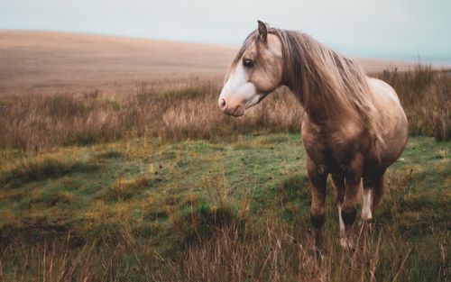Free A beautiful horse standing in a grassy field under a soft evening light, capturing a serene nature moment. Stock Photo