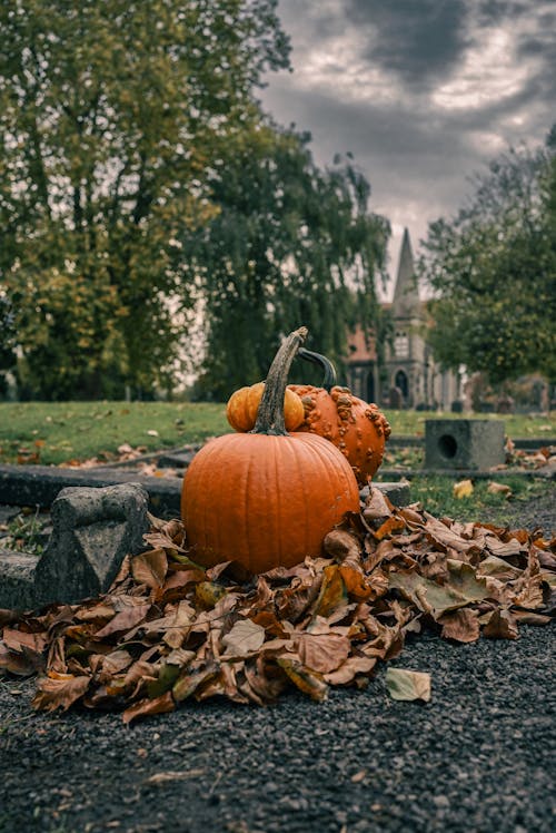 Gratis stockfoto met 31 oktober, decoraties, gevallen bladeren