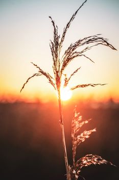Artistic close-up of wheat silhouetted against a golden sunset sky, capturing the essence of nature.