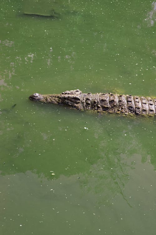 Foto profissional grátis de algas, animal, crocodilo de água salgada